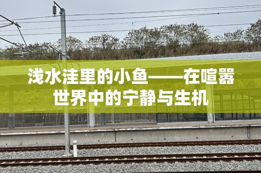 浅水洼里的小鱼——在喧嚣世界中的宁静与生机